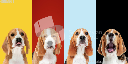 Image of Stylish dogs posing. Cute doggies or pets happy. The different purebred puppies. Creative collage isolated on multicolored studio background. Front view.