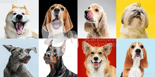 Image of Stylish dogs posing. Cute doggies or pets happy. The different purebred puppies. Creative collage isolated on multicolored studio background. Front view.