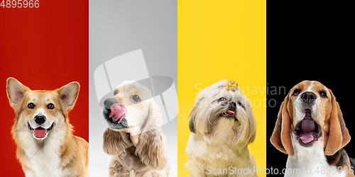 Image of Stylish dogs posing. Cute doggies or pets happy. The different purebred puppies. Creative collage isolated on multicolored studio background. Front view.