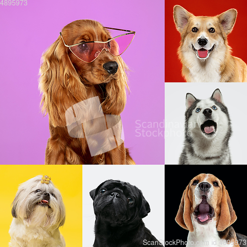 Image of Stylish dogs posing. Cute doggies or pets happy. The different purebred puppies. Creative collage isolated on multicolored studio background. Front view.