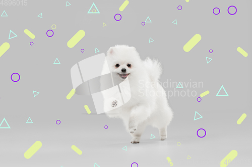 Image of Studio shot of Spitz dog isolated on bright, modern illustrated background.