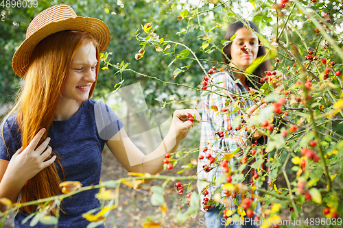 Image of Happy little girl during picking berries in a garden outdoors. Love, family, lifestyle, harvest concept.
