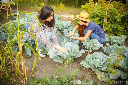 Image of Happy family during picking cabbage in a garden outdoors. Love, family, lifestyle, harvest concept.