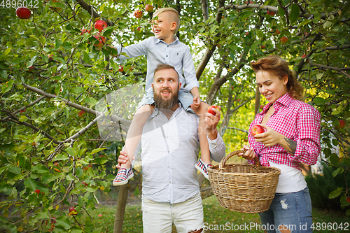 Image of Happy young family during picking apples in a garden outdoors. Love, family, lifestyle, harvest concept.