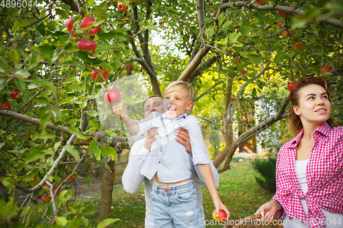 Image of Happy young family during picking apples in a garden outdoors. Love, family, lifestyle, harvest concept.