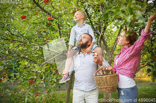 Image of Happy young family during picking apples in a garden outdoors. Love, family, lifestyle, harvest concept.
