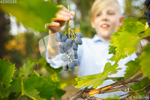 Image of Happy little boy during picking grape in a garden outdoors. Love, family, lifestyle, harvest concept.