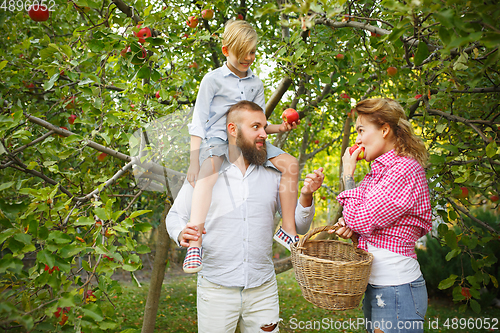 Image of Happy young family during picking apples in a garden outdoors. Love, family, lifestyle, harvest concept.