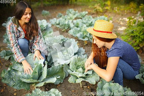 Image of Happy family during picking cabbage in a garden outdoors. Love, family, lifestyle, harvest concept.