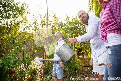 Image of Happy young family during picking berries in a garden outdoors. Love, family, lifestyle, harvest concept.