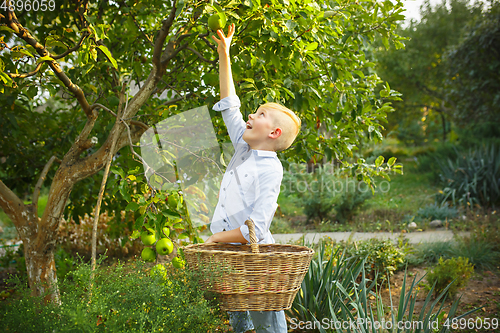 Image of Happy little boy during picking apples in a garden outdoors. Love, family, lifestyle, harvest concept.