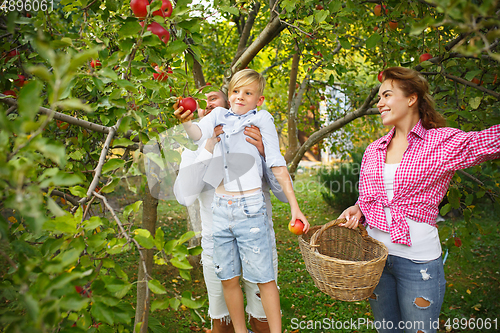 Image of Happy young family during picking apples in a garden outdoors. Love, family, lifestyle, harvest concept.