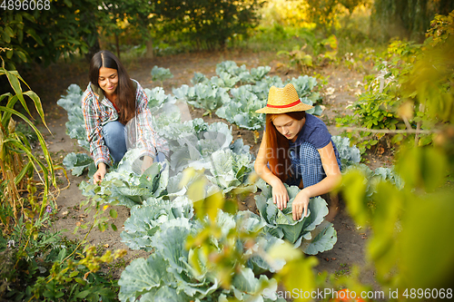 Image of Happy family during picking cabbage in a garden outdoors. Love, family, lifestyle, harvest concept.