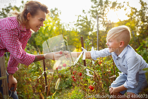 Image of Happy young family during picking berries in a garden outdoors. Love, family, lifestyle, harvest concept.