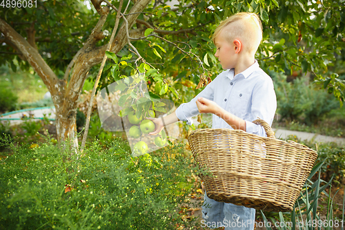 Image of Happy little boy during picking apples in a garden outdoors. Love, family, lifestyle, harvest concept.