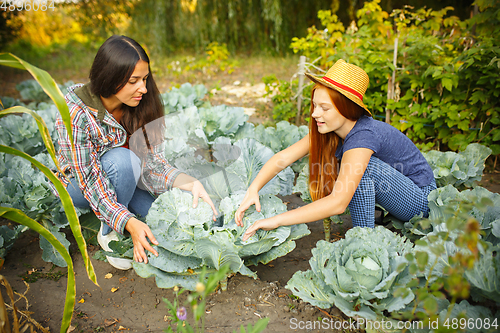 Image of Happy family during picking cabbage in a garden outdoors. Love, family, lifestyle, harvest concept.