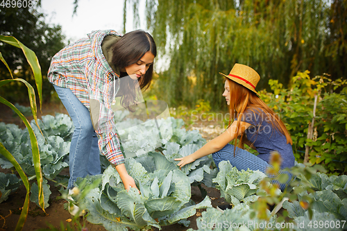 Image of Happy family during picking cabbage in a garden outdoors. Love, family, lifestyle, harvest concept.