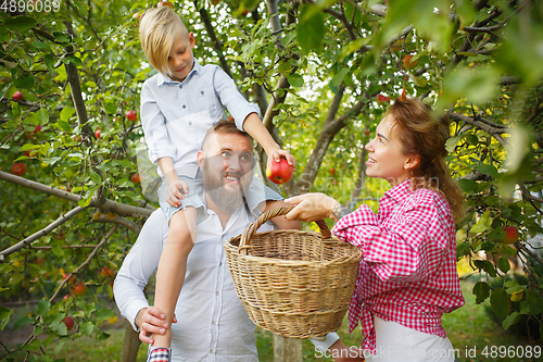 Image of Happy young family during picking apples in a garden outdoors. Love, family, lifestyle, harvest concept.