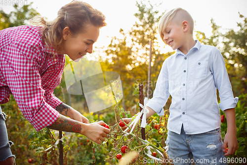 Image of Happy young family during picking berries in a garden outdoors. Love, family, lifestyle, harvest concept.