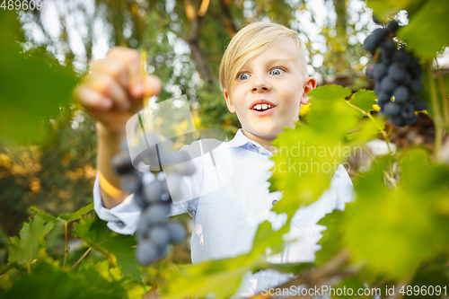 Image of Happy little boy during picking grape in a garden outdoors. Love, family, lifestyle, harvest concept.