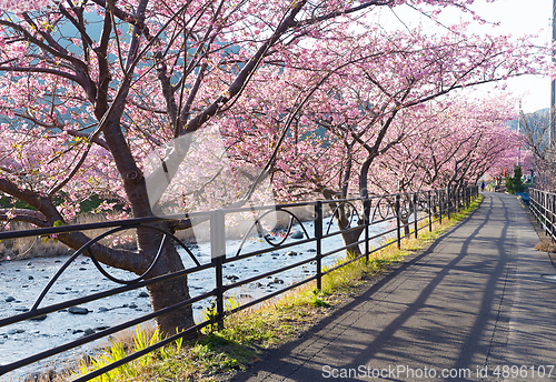 Image of Sakura flower in kawazu