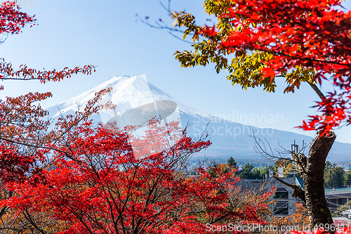 Image of Maple tree and mountain Fuji