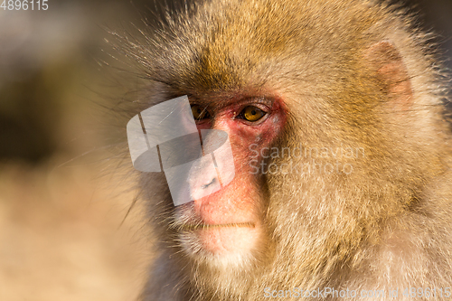 Image of Monkey