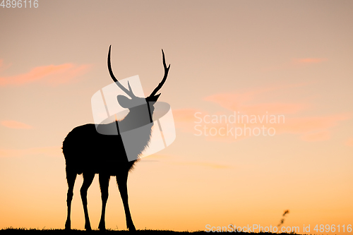 Image of Wild Deer Stag with sunset