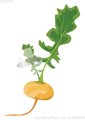 Image of Yellow turnip, vector or color illustration.