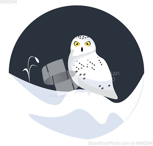 Image of Snow owl, vector or color illustration.