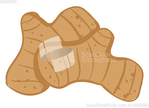Image of Ginger, vector or color illustration.