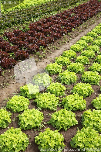 Image of Lettuces in the fields