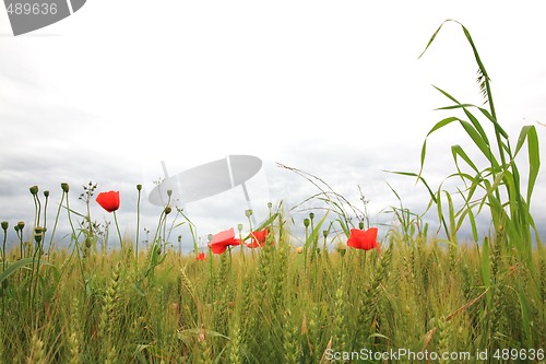 Image of Poppies 