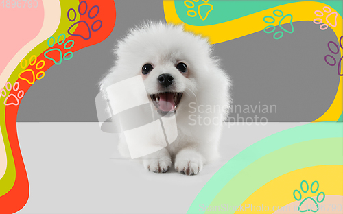 Image of Studio shot of Spitz dog isolated on bright, modern illustrated background.