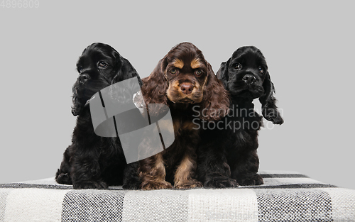 Image of Studio shot of american cocker spaniel on grey studio background