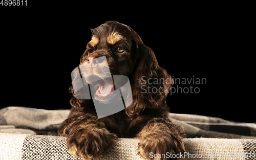 Image of Studio shot of american cocker spaniel on black studio background