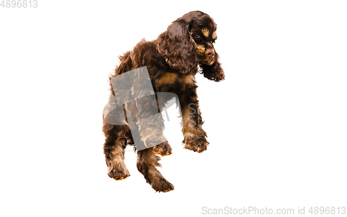 Image of Studio shot of american cocker spaniel on white studio background