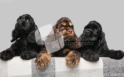 Image of Studio shot of american cocker spaniel on grey studio background