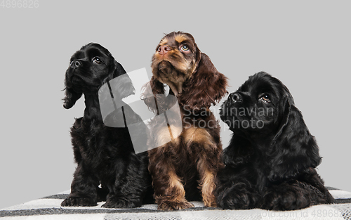 Image of Studio shot of american cocker spaniel on grey studio background