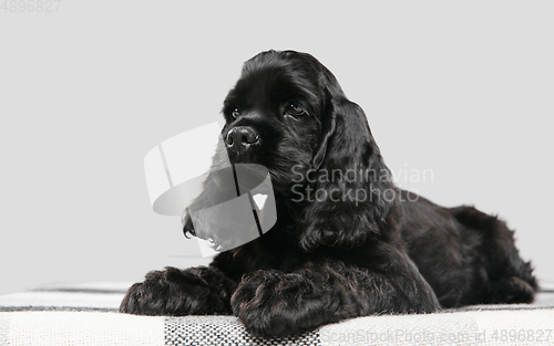 Image of Studio shot of american cocker spaniel on grey studio background