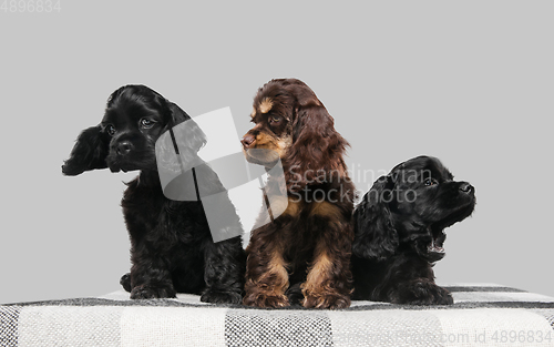 Image of Studio shot of american cocker spaniel on grey studio background