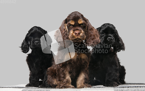 Image of Studio shot of american cocker spaniel on grey studio background