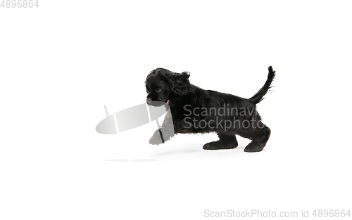 Image of Studio shot of american cocker spaniel on white studio background