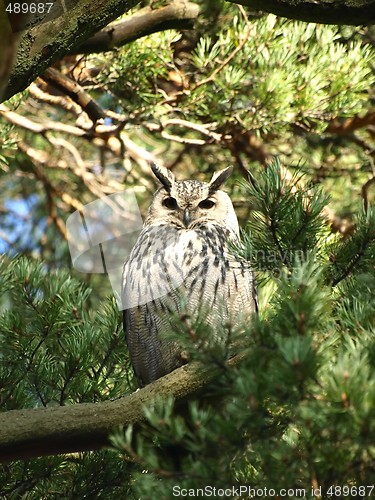 Image of Eurasian Eagle-owl