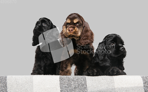 Image of Studio shot of american cocker spaniel on grey studio background