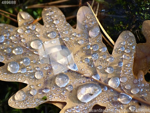 Image of Water Drops