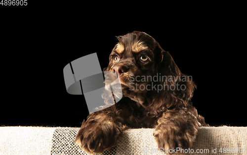 Image of Studio shot of american cocker spaniel on black studio background