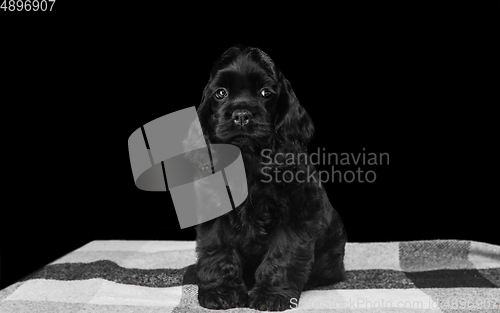 Image of Studio shot of american cocker spaniel on black studio background