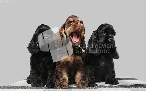 Image of Studio shot of american cocker spaniel on grey studio background