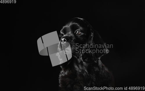 Image of Studio shot of american cocker spaniel on black studio background